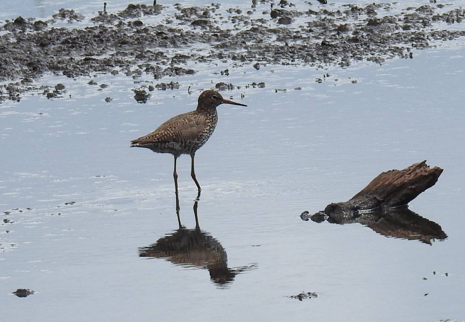 Zwarte ruiter - Vogels - Zwarte ruiter