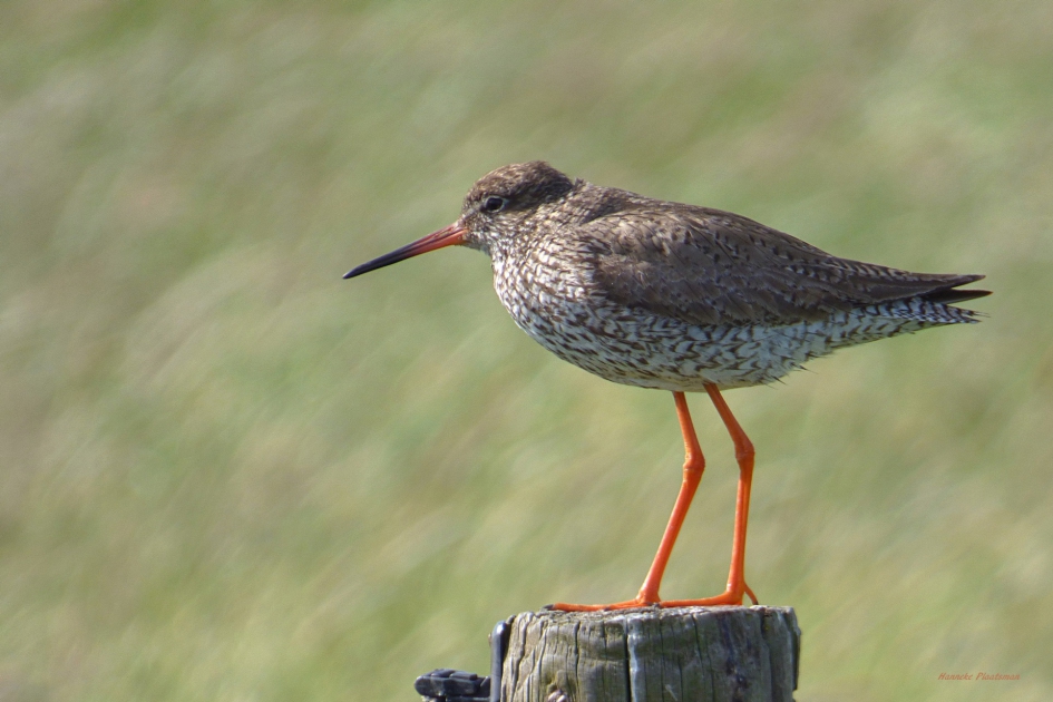 Tureluur - Vogels - Tuureluur