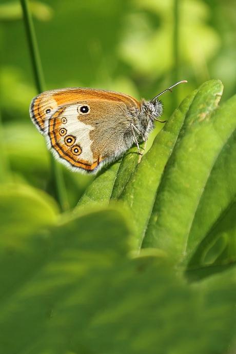 tweekleurig hooibeestje