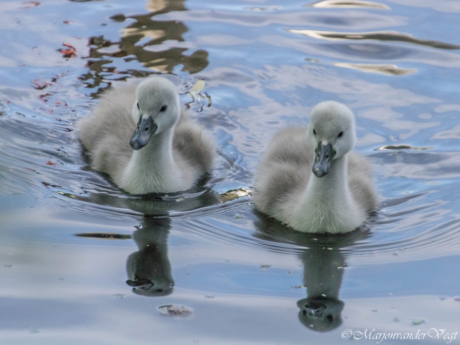 Tweeling - Vogels - Zwanen