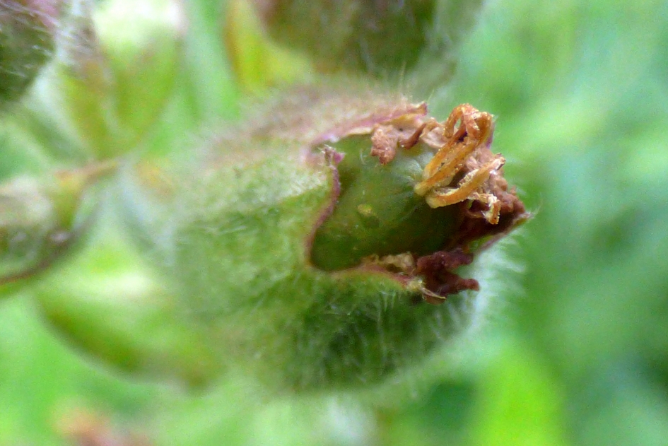 Uitgebloeid - Planten - koekoeksbloem