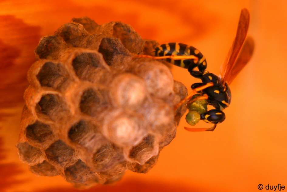 Vakkenvuller - Geleedpotigen - ??wesp