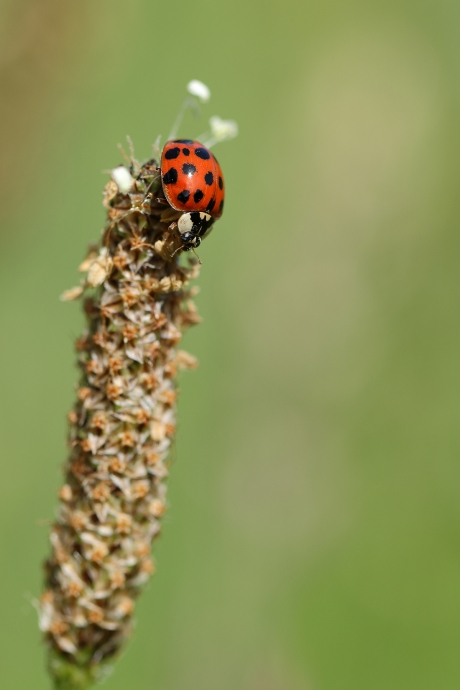 veelstippig Aziatisch lieveheersbeestje