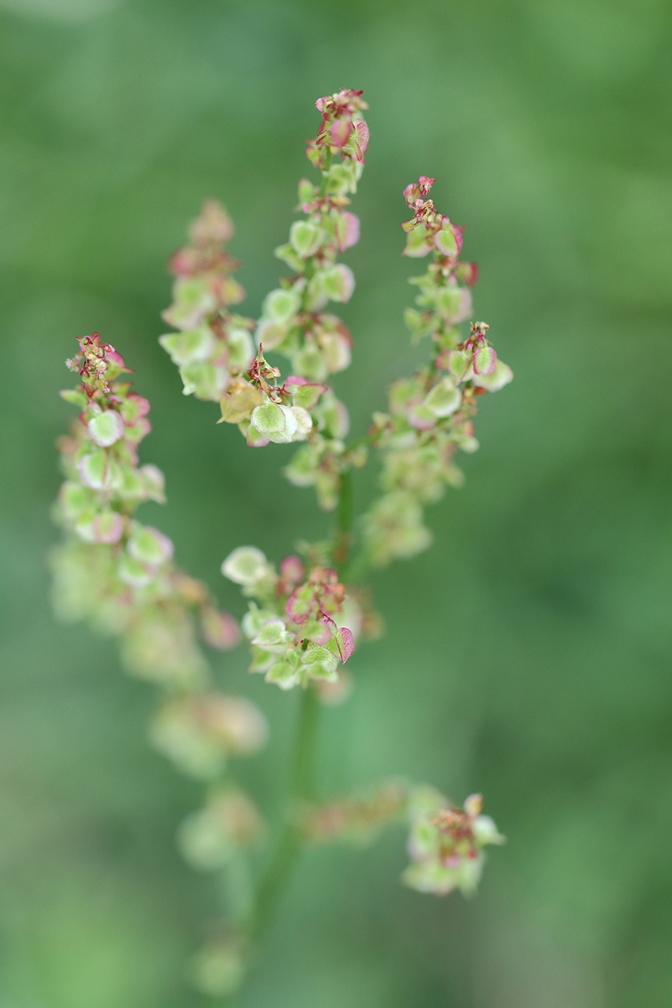 veldzuring - Planten - 