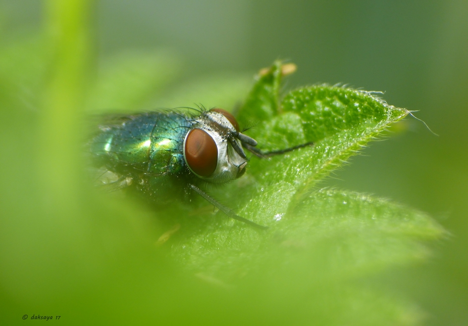 Verdekt opgesteld - Geleedpotigen - 
