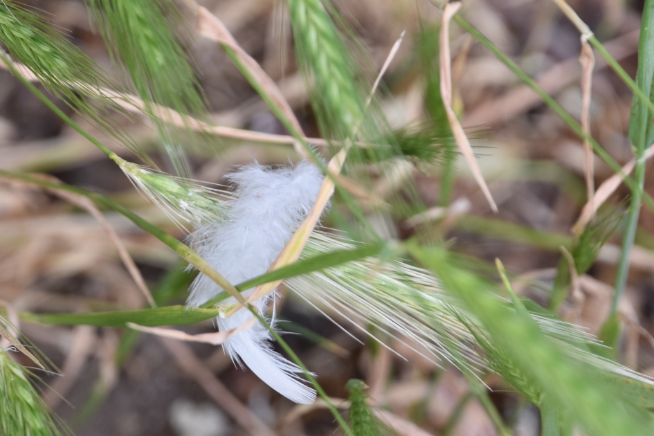 Verloren.. - Vogels - 