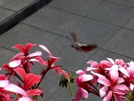 Verrassing op zondag