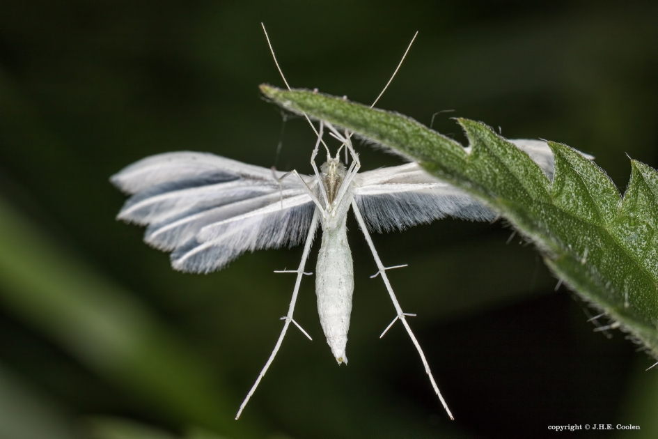 vijfvingerige vedermot - Geleedpotigen - De sneeuwwitte vedermot, vijfvingerige vidermot