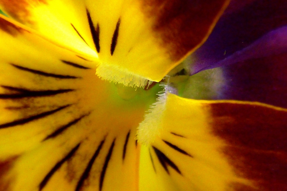 Viooltjeshart - Planten - viooltje