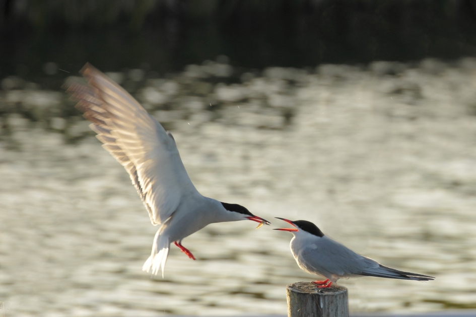 Visdiefje wordt gevoerd - Vogels - Visdiefje