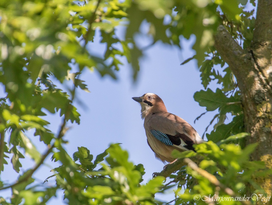 Vlaamse schone - Vogels - vlaamse gaai