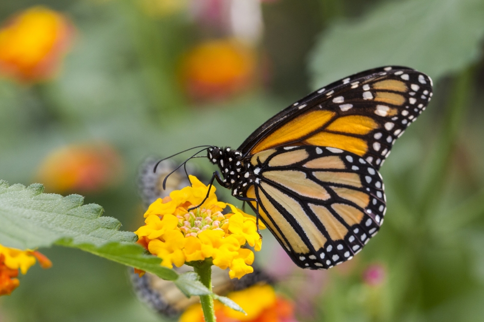 Vlinder aan het rusten - Overig - 