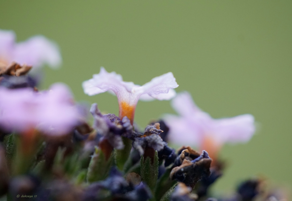 Vlinderstruik - Planten - 