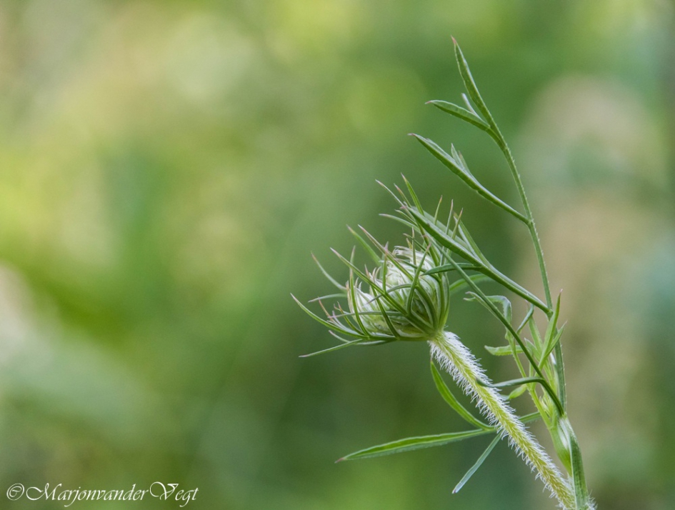 Vogelnestje - Planten - vogelnestje