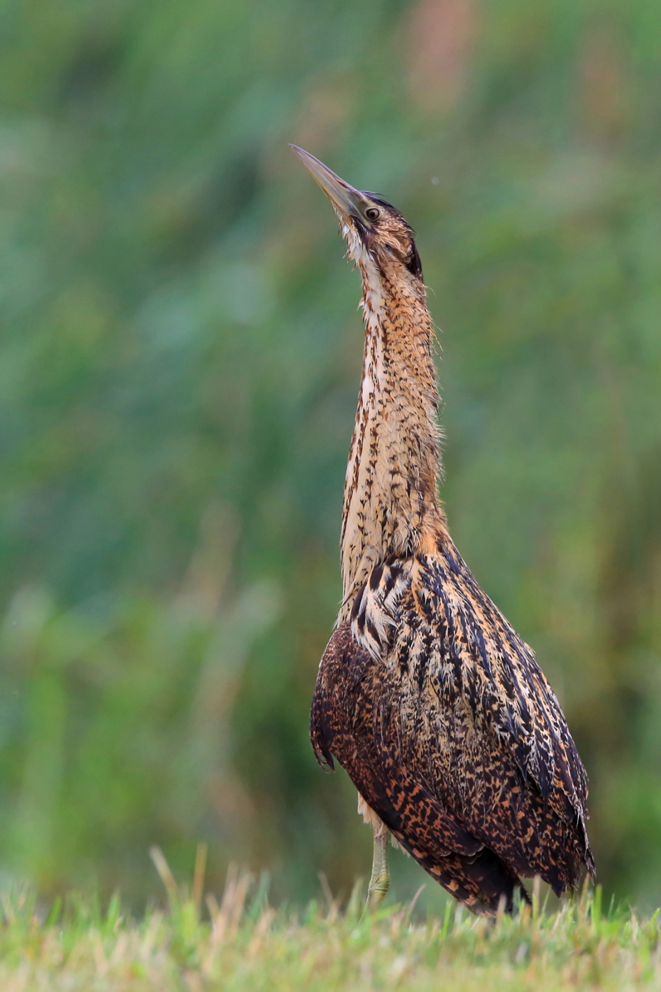 Voor paal - Vogels - Roerdomp