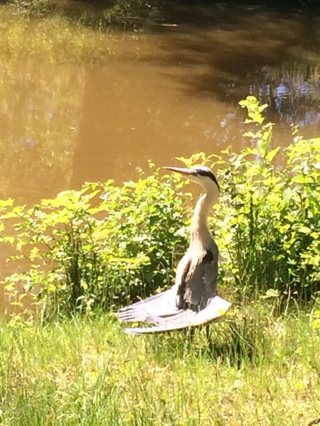 vreemde reiger