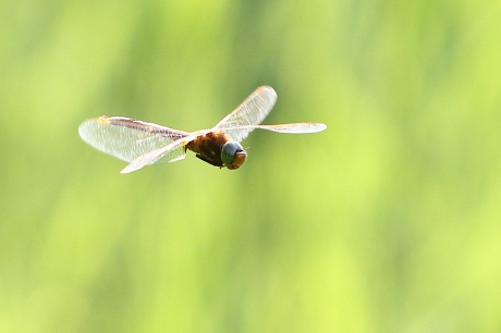 vroege glazenmaker -m-