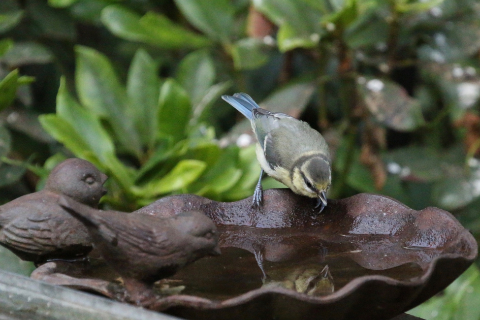 Wat ben ik mooi! - Vogels - Pimpelmees