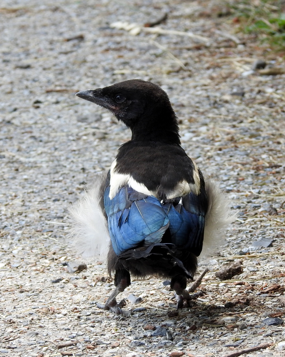 Wat is de wereld groot! - Vogels - Ekster