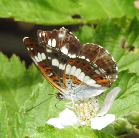 Wat is die mooi.......