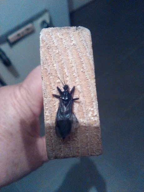 Wat is dit