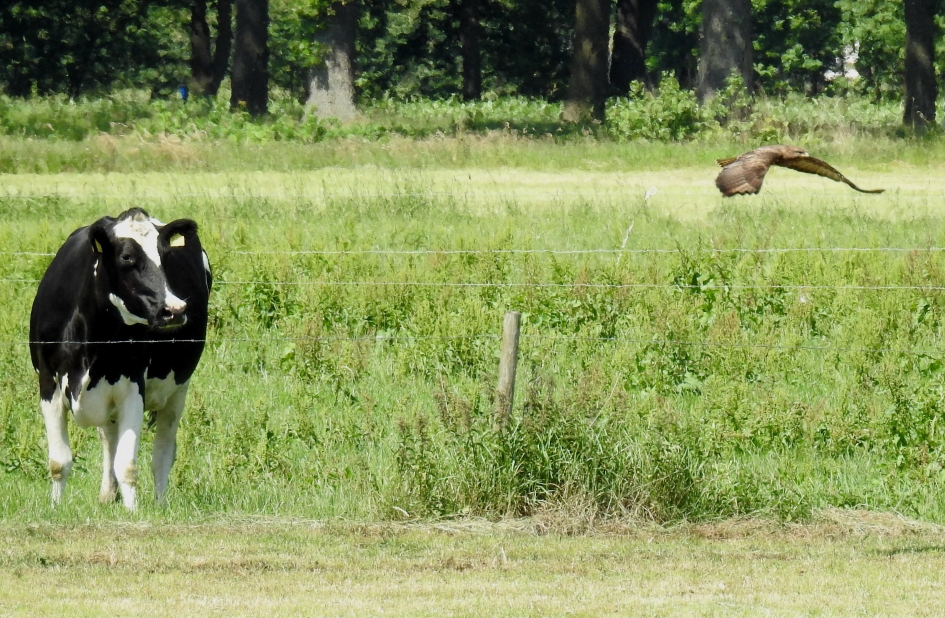 Wat vliegt daar nou? - Vogels - Buizerd