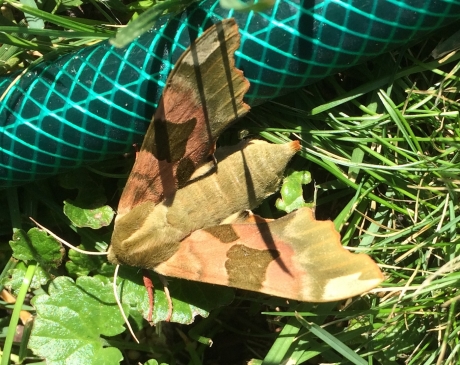 wat voor vlinder is dit?