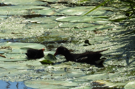 Waterhoentje met kuiken