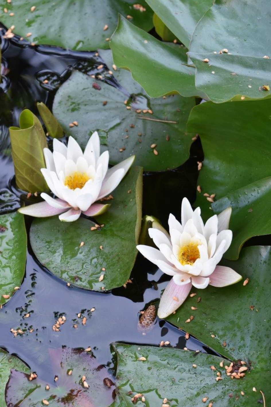 Waterlelies - Planten - 