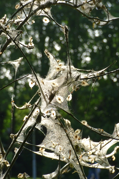 Web van de Spinselmot