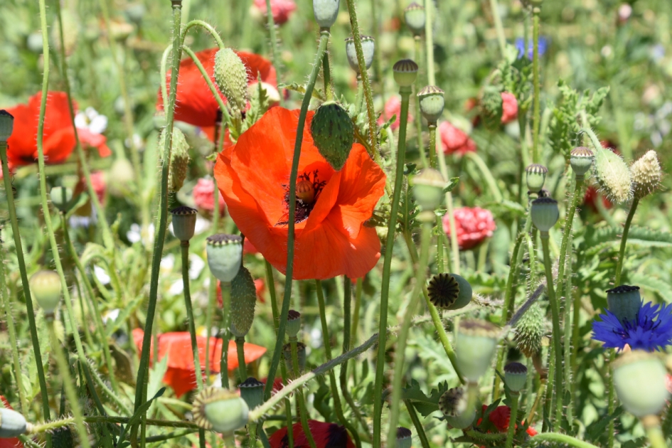 Weelderig - Planten - 