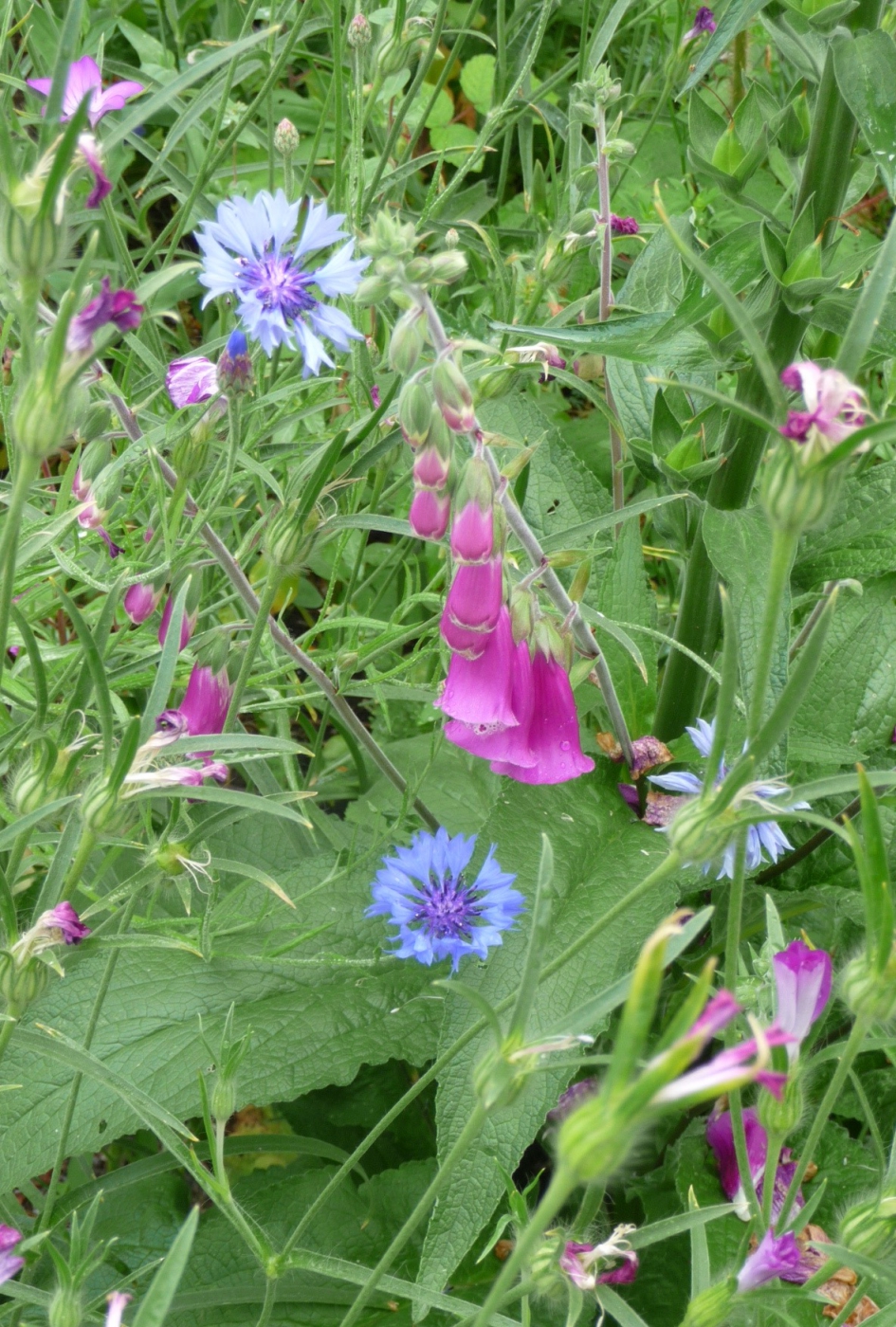 Weelderig - Planten - 