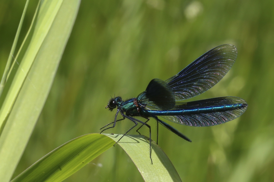 Weidebeekjuffer - Overig - Weidebeekjuffer