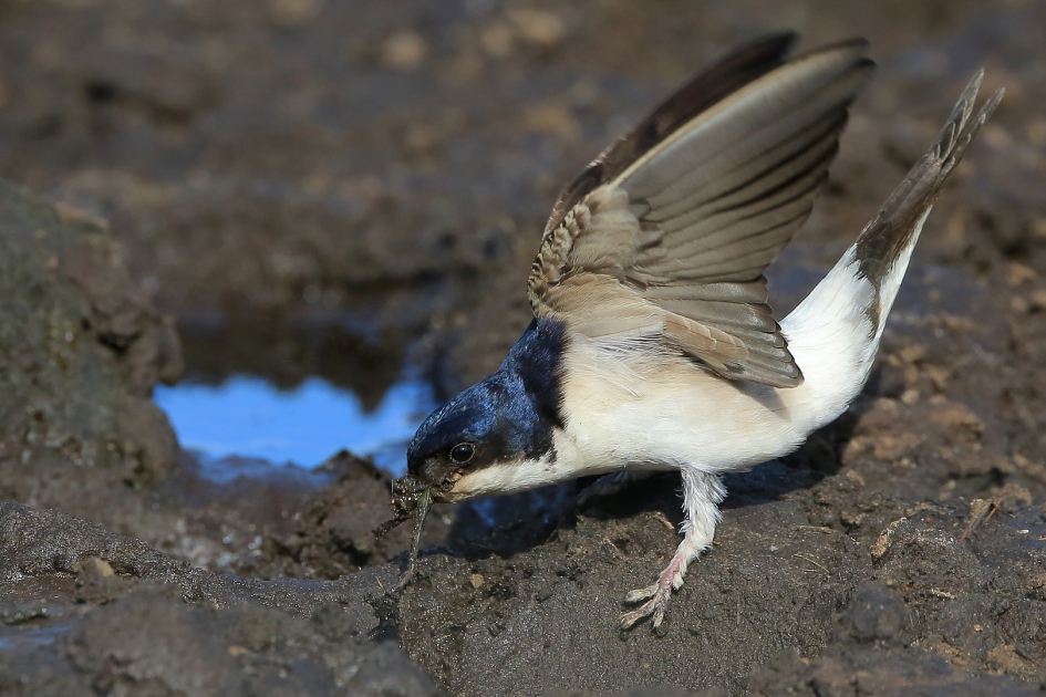 Weldaad - Vogels - Huiszwaluw