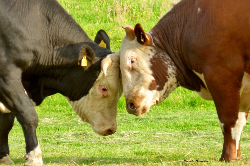Wie is hier de sterkste? - Zoogdieren - 