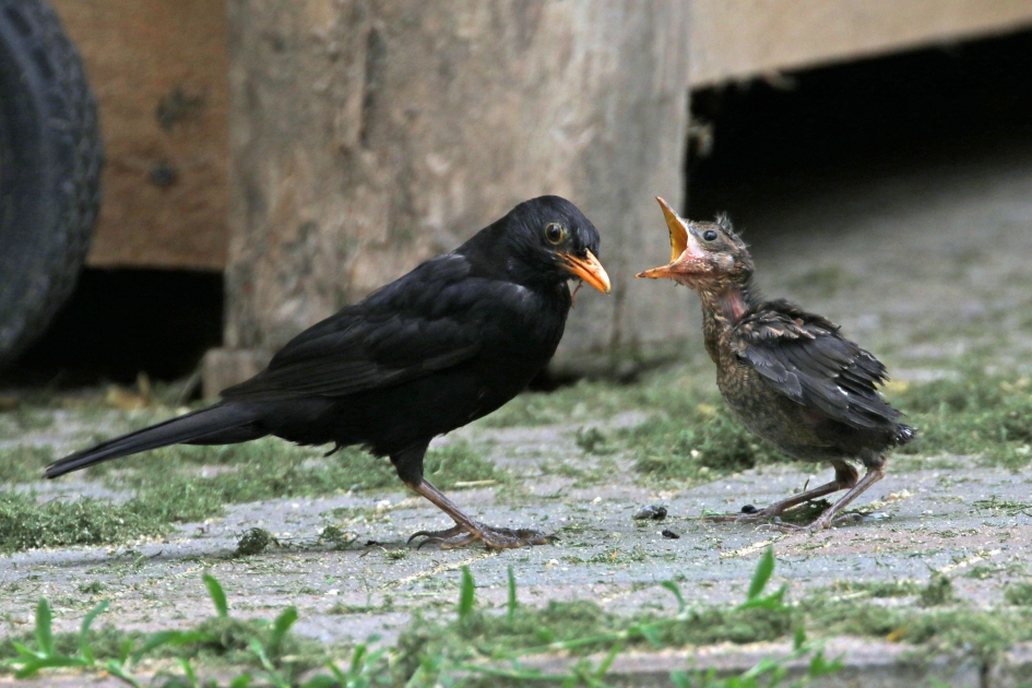 Wil je nog meer??? - Vogels - Merels