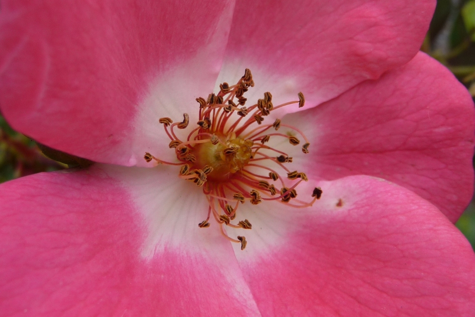 Wild roosje - Planten - 