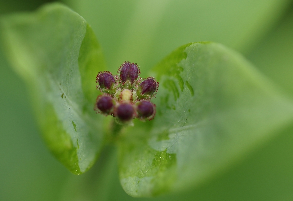 wilde kamperfoelie - Planten - 