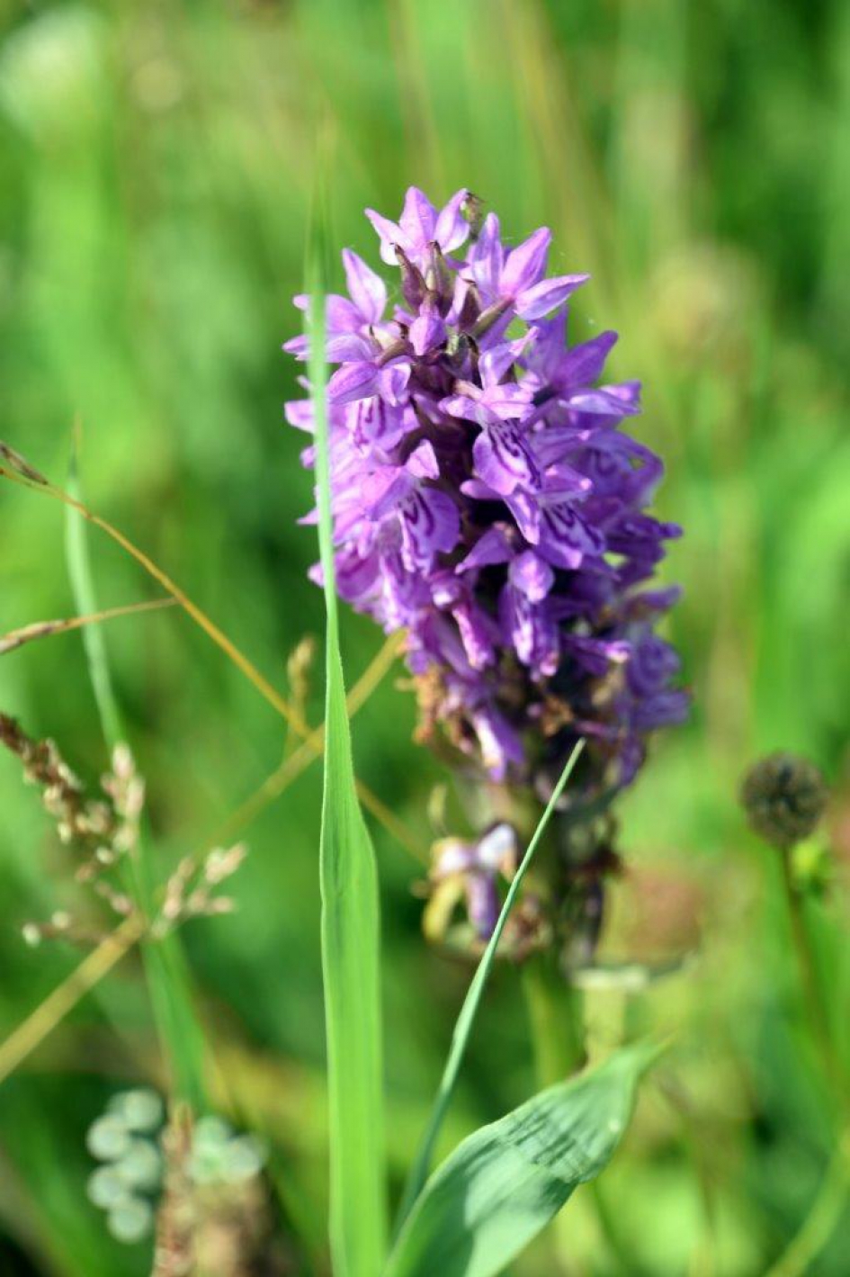 Wilde orchidee - Planten - 