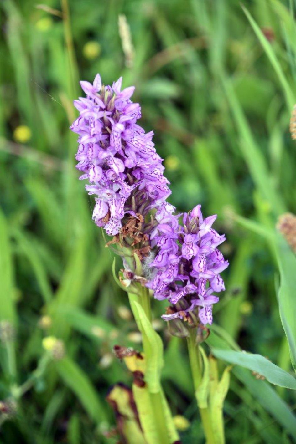 Wilde orchidee - Planten - 