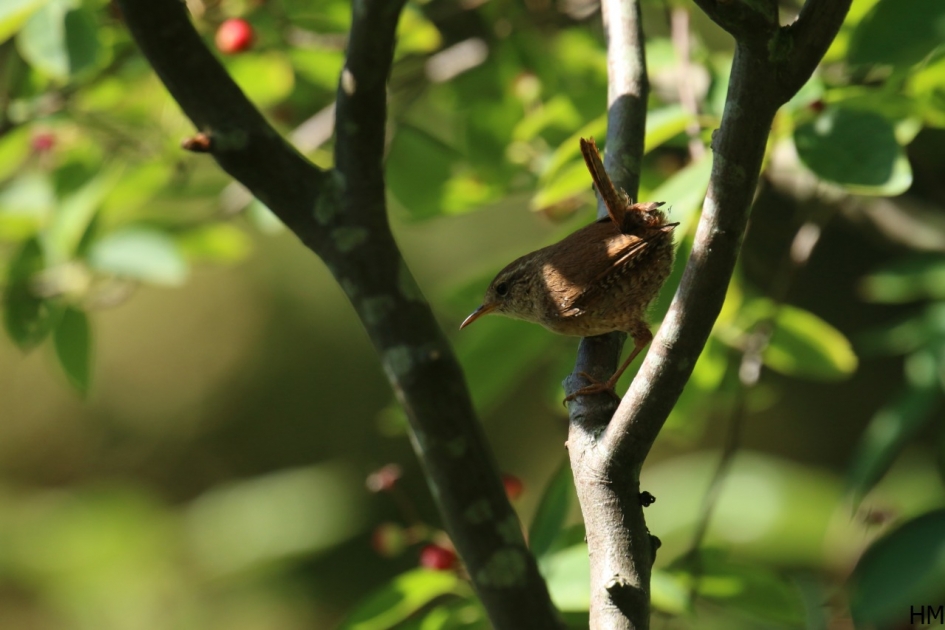 Winterkoning op zoek - Vogels - Winterkoning