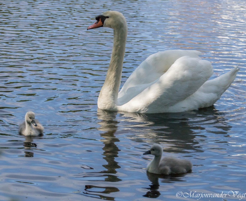 Wit - Vogels - Zwanen