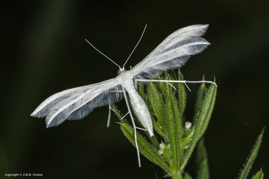 Wit - Geleedpotigen - Vijfvingerige vedermot
