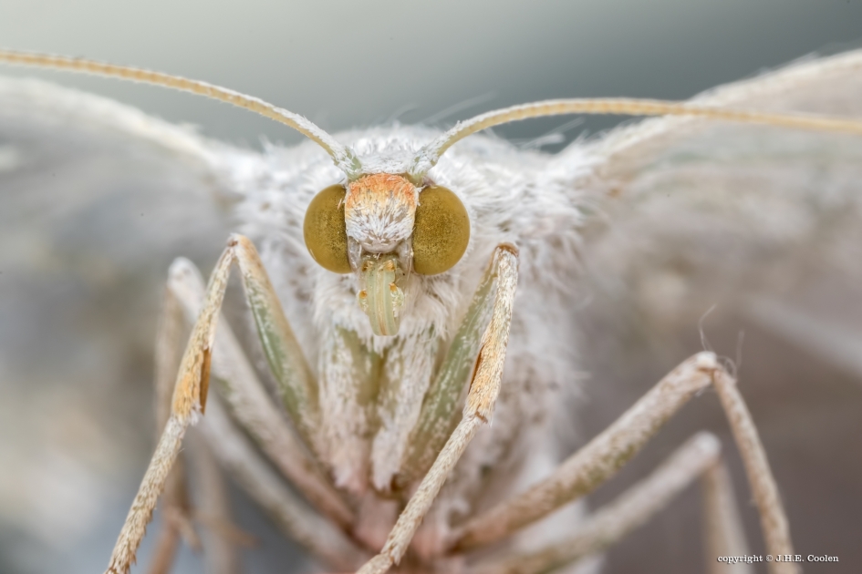 Witbandspanner - Geleedpotigen - Witbandspanner
