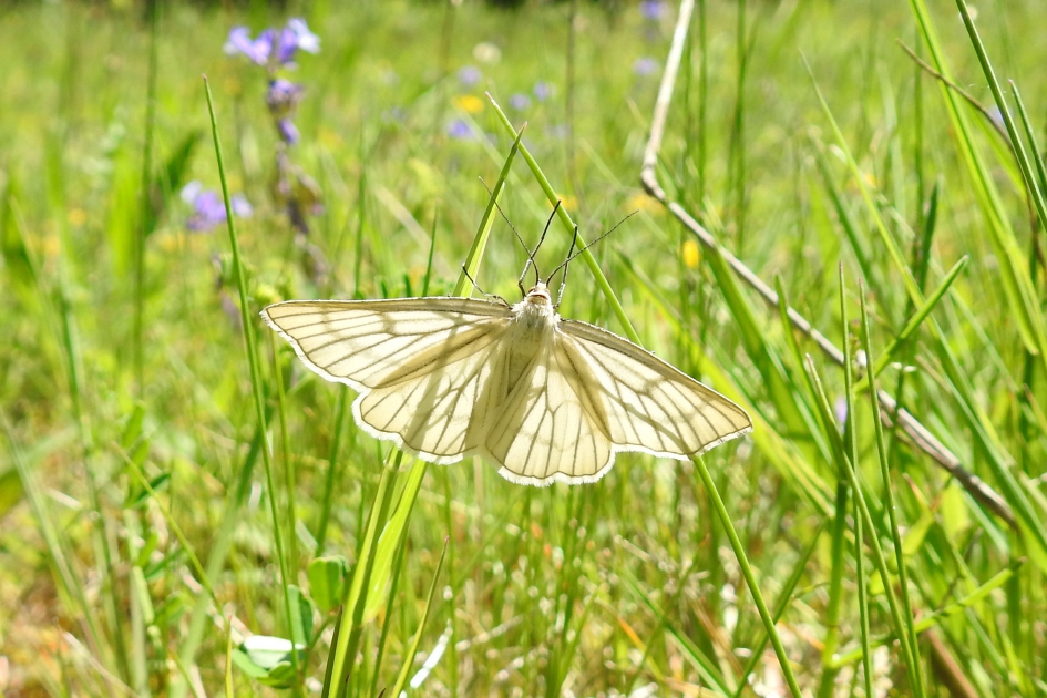 Witte beauty - Geleedpotigen - Vals witje