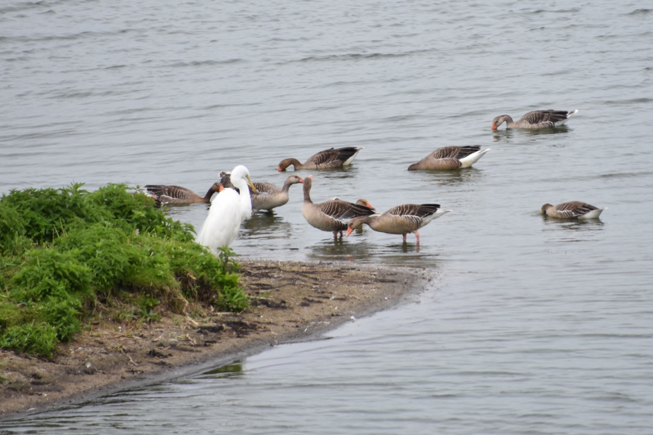 Witte reiger - Vogels - 