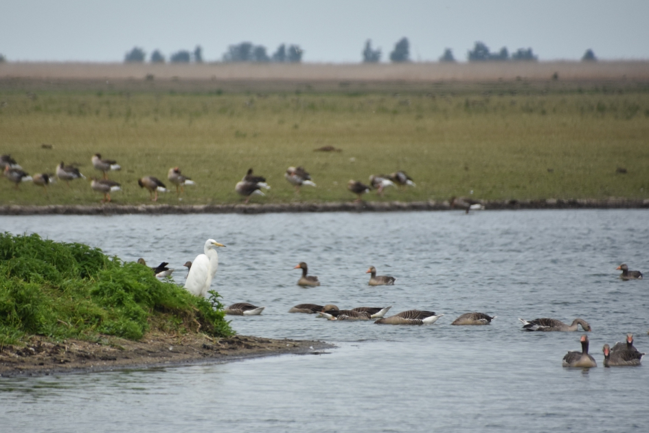 Witte reiger tussen grauwe ganzen - Vogels - 
