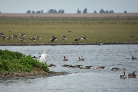 Witte reiger tussen grauwe ganzen