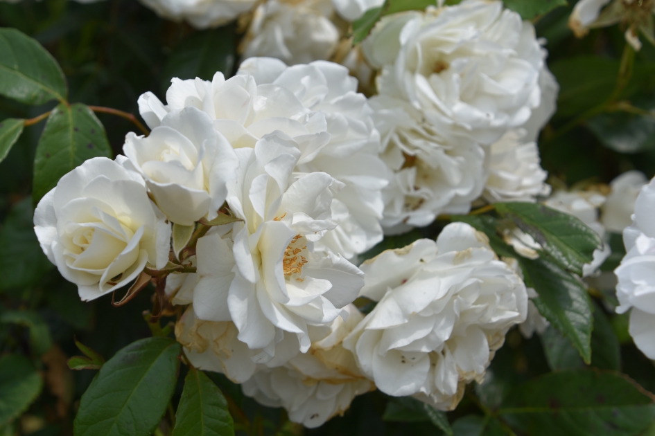 Witte roosjes - Planten - 