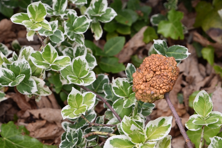 Woekering of gal? - Planten - 